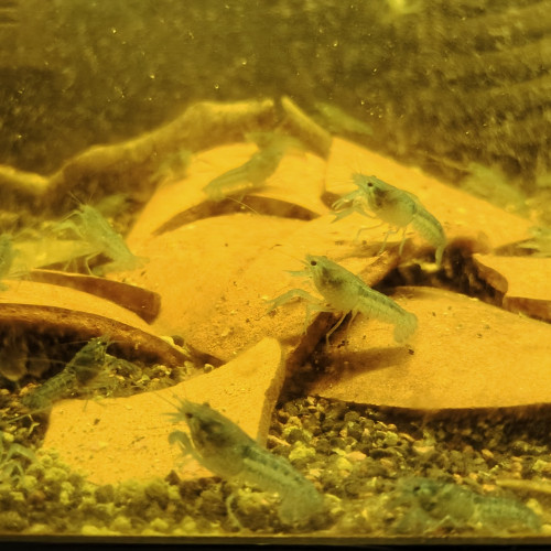 Donne Procambarus alleni, écrevisses bleues de Floride