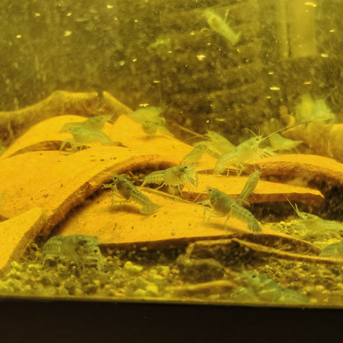 Donne Procambarus alleni, écrevisses bleues de Floride