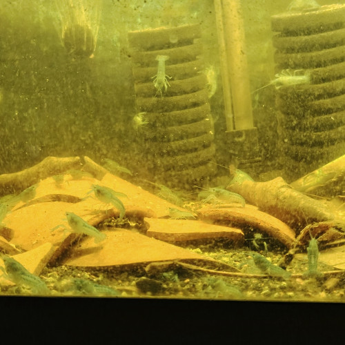 Donne Procambarus alleni, écrevisses bleues de Floride