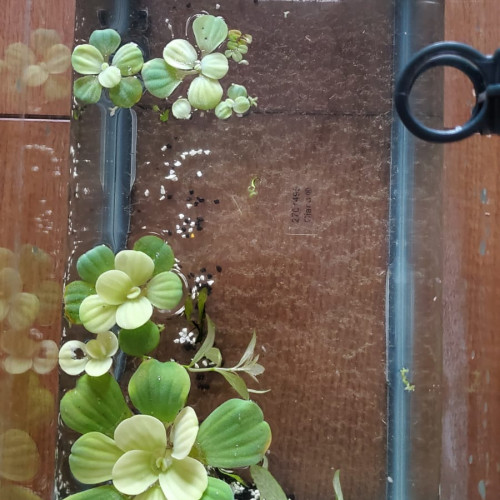 Plantes d’aquarium – Fougères de Java, Hygrophila, Laitue d’eau – Packs au choix