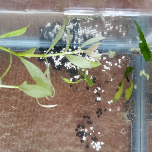 Plantes d’aquarium – Fougères de Java, Hygrophila, Laitue d’eau – Packs au choix