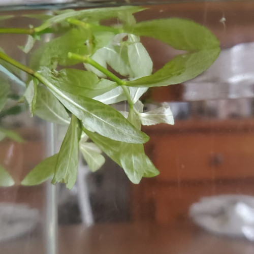 Plantes d’aquarium – Fougères de Java, Hygrophila, Laitue d’eau – Packs au choix