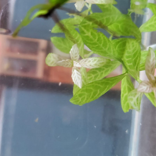 Plantes d’aquarium – Fougères de Java, Hygrophila, Laitue d’eau – Packs au choix