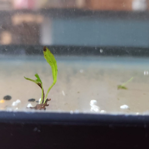 Plantes d’aquarium – Fougères de Java, Hygrophila, Laitue d’eau – Packs au choix