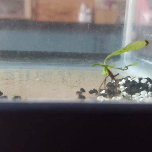 Plantes d’aquarium – Fougères de Java, Hygrophila, Laitue d’eau – Packs au choix