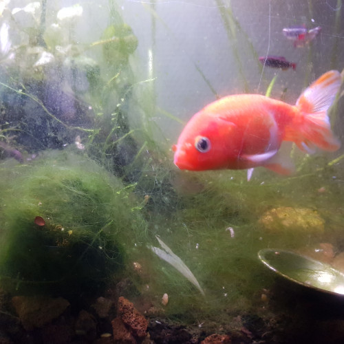 A céder contre bons soins en urgence trois Japonais et 7 Vairons du pauvre.