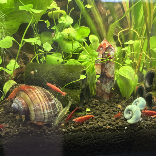 Crevette neocaridina Red cherry