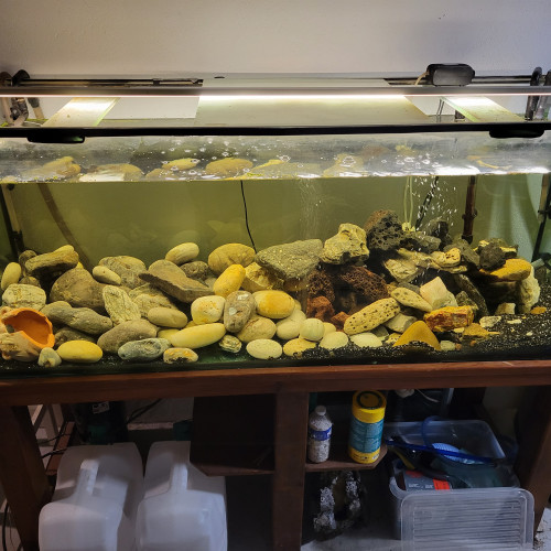 Échanges Cichlidés africains Mbumas et vends aquarium complet