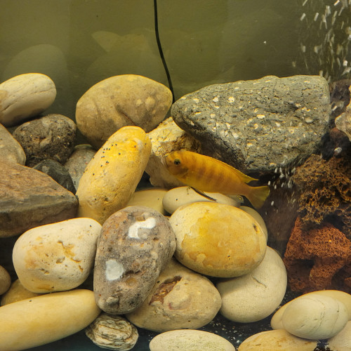 Échanges Cichlidés africains Mbumas et vends aquarium complet