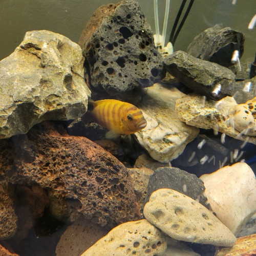 Échanges Cichlidés africains Mbumas et vends aquarium complet