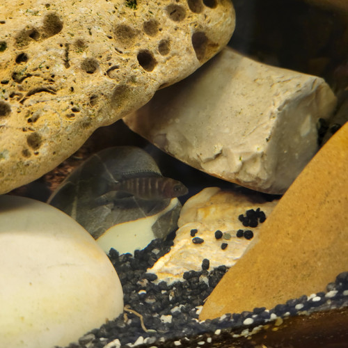 Échanges Cichlidés africains Mbumas et vends aquarium complet