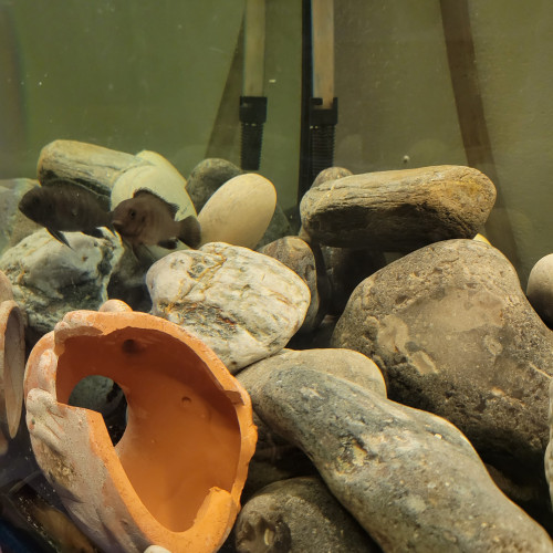 Échanges Cichlidés africains Mbumas et vends aquarium complet