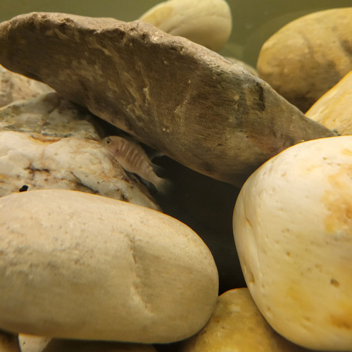 Échanges Cichlidés africains Mbumas et vends aquarium complet