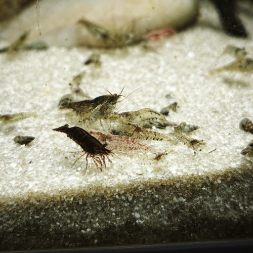 Crevettes Déclassées