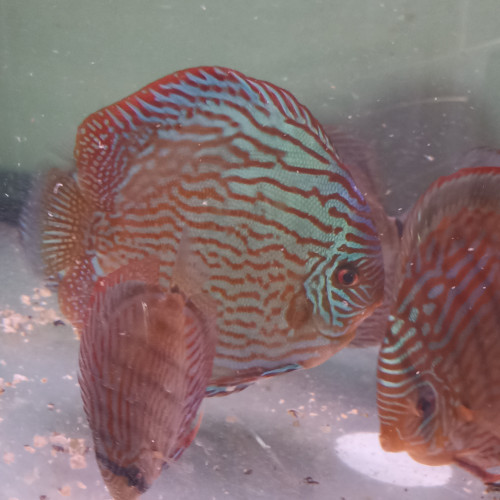 Vends discus