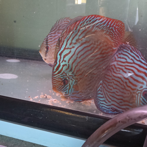 Vends discus