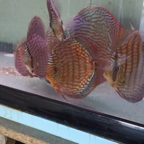 Vends discus