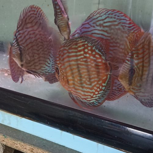Vends discus