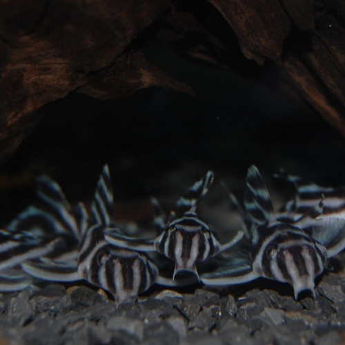 Hypancistrus Zebra L46