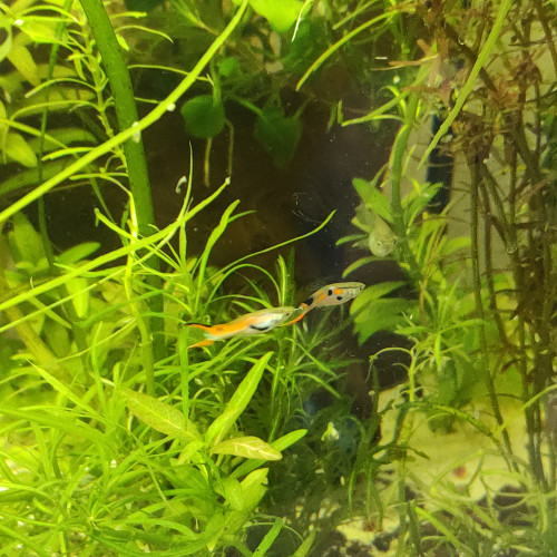 Guppy endler red scarlette