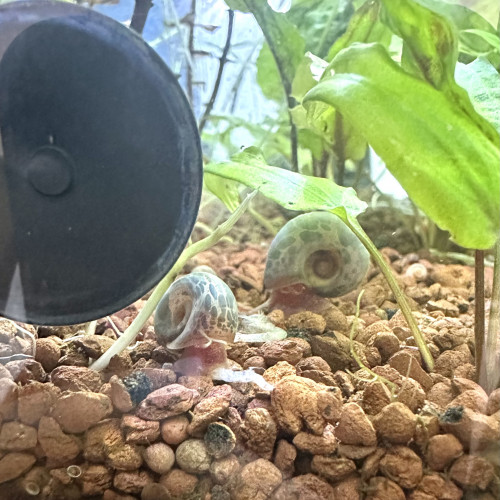 Planorbes léopard bleu