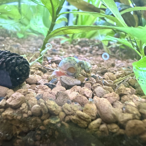 Planorbes léopard bleu