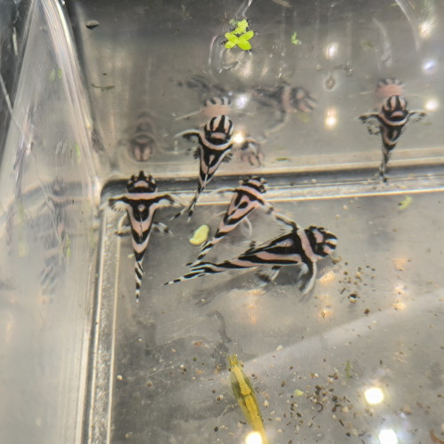 Hypancistrus Zebra L46