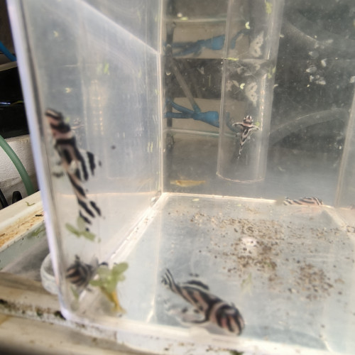 Hypancistrus Zebra L46