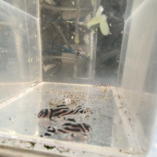 Hypancistrus Zebra L46
