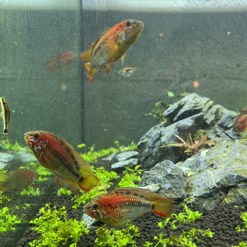 Don de 12 apistogramma macmasteri