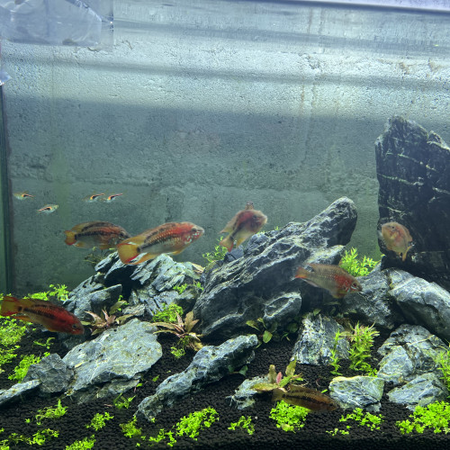 Don de 12 apistogramma macmasteri