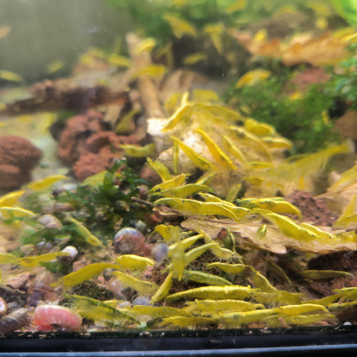 Crevettes neocaridina yellow backline