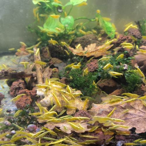 Crevettes neocaridina yellow backline