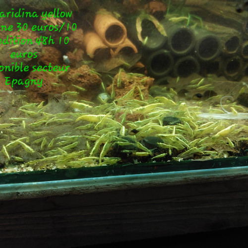 Crevettes neocaridina yellow backline