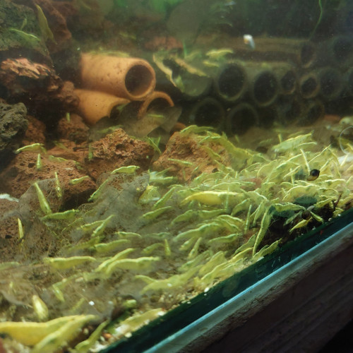 Crevettes neocaridina yellow backline