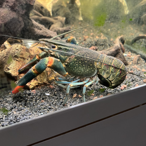 Couple écrevisse cherax