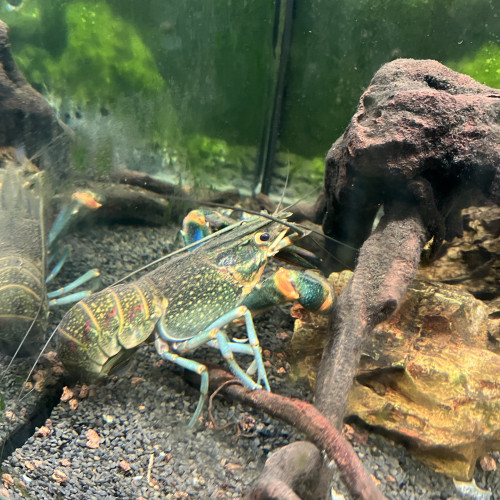 Couple écrevisse cherax