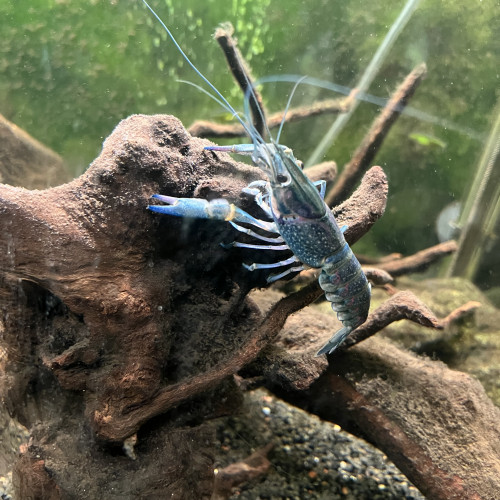 Couple écrevisse cherax