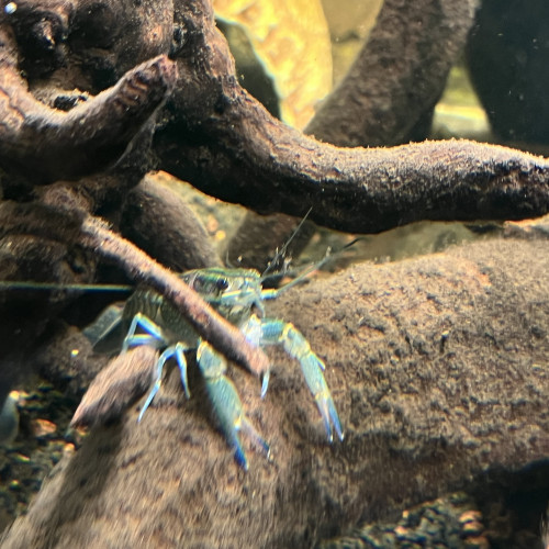 Couple écrevisse cherax