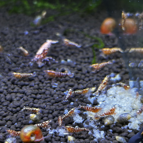 Red Zébra issus red snowflakes / Red fishbone