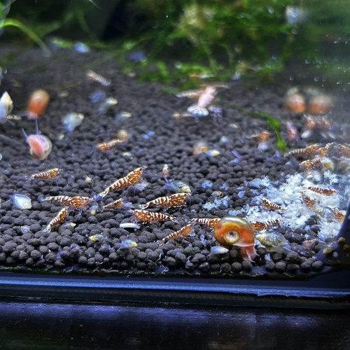 Red Zébra issus red snowflakes / Red fishbone