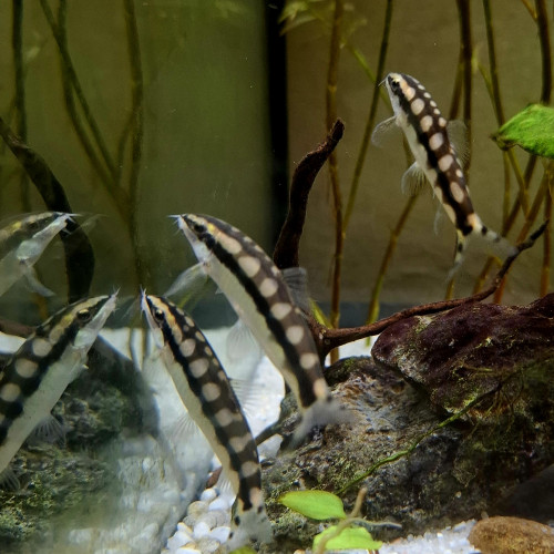 Lot de 3 loches damier Ambastaia sidthimunki