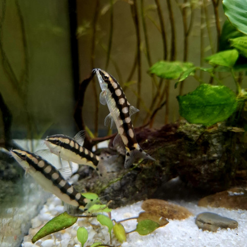 Lot de 3 loches damier Ambastaia sidthimunki