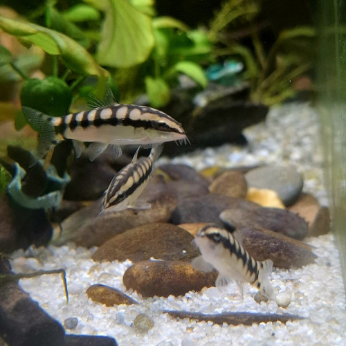 Lot de 3 loches damier Ambastaia sidthimunki