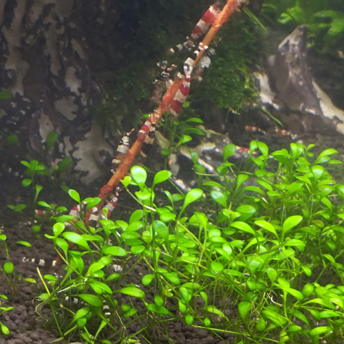 Crystal red et black