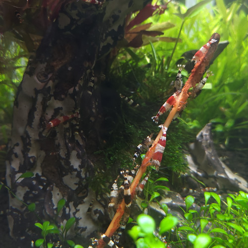 Crystal red et black