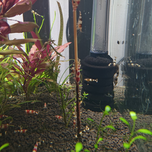 Crystal red et black