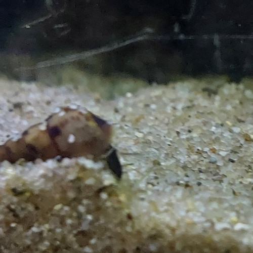 Escargots melanoides