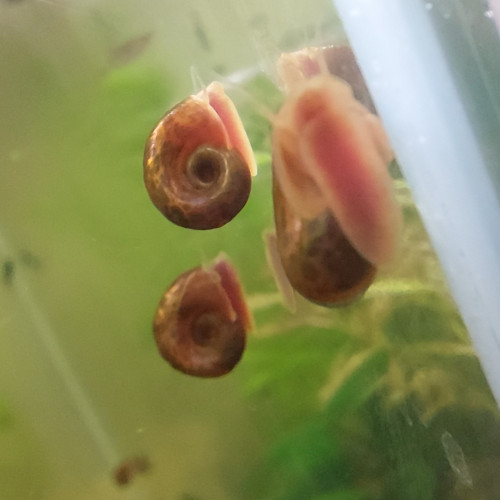 Escargots planorbes