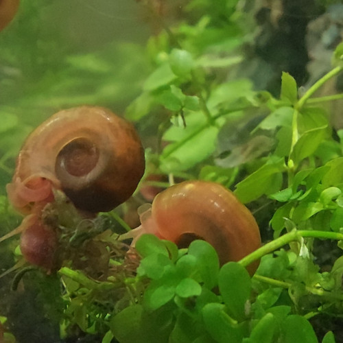 Escargots planorbes
